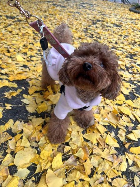 銀杏と犬
