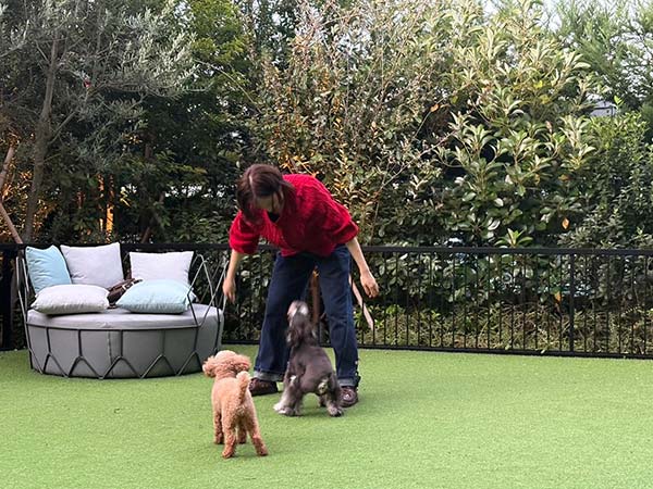 犬