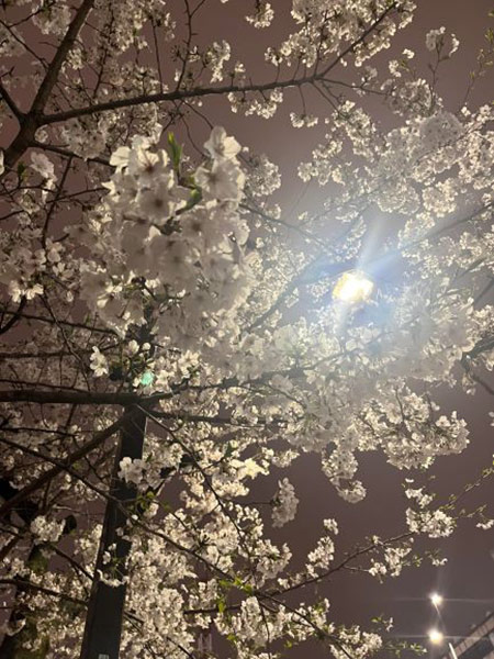 桜