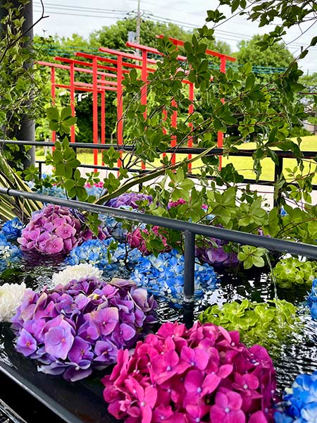 紫陽花