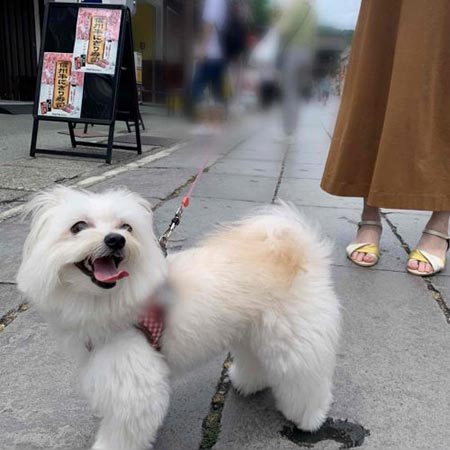 犬