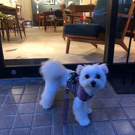 犬